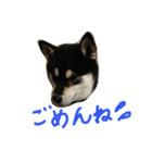 黒柴ゴロー(再び)（個別スタンプ：16）