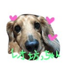 可愛い我が家のワンコたちです（個別スタンプ：7）