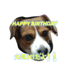 可愛い我が家のワンコたちです（個別スタンプ：8）