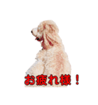 犬スタンプだよ（個別スタンプ：1）