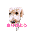 犬スタンプだよ（個別スタンプ：2）