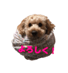 犬スタンプだよ（個別スタンプ：3）