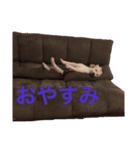 犬スタンプだよ（個別スタンプ：4）