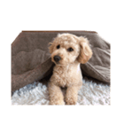 犬スタンプだよ（個別スタンプ：5）