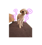 犬スタンプだよ（個別スタンプ：7）