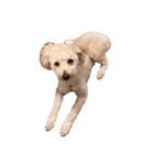 犬スタンプだよ（個別スタンプ：8）