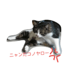 キジトラのオヤジちゃん（個別スタンプ：1）