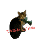 キジトラのオヤジちゃん（個別スタンプ：2）