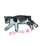 キジトラのオヤジちゃん（個別スタンプ：5）