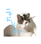 磯ニャンズ（個別スタンプ：3）