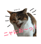 磯ニャンズ（個別スタンプ：4）