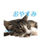 磯ニャンズ（個別スタンプ：5）