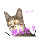 磯ニャンズ（個別スタンプ：7）