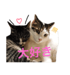 磯ニャンズ（個別スタンプ：8）