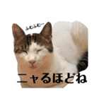 磯ニャンズ（個別スタンプ：10）