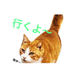 磯ニャンズ（個別スタンプ：12）