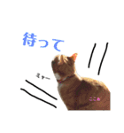 磯ニャンズ（個別スタンプ：13）