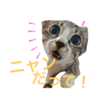磯ニャンズ（個別スタンプ：16）