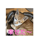 あんじーと14にゃんず11（個別スタンプ：3）