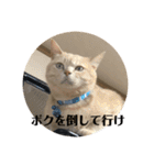あんじーと14にゃんず11（個別スタンプ：4）