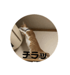 あんじーと14にゃんず11（個別スタンプ：5）