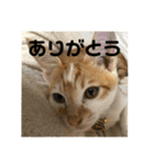 あんじーと14にゃんず11（個別スタンプ：6）