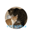 あんじーと14にゃんず11（個別スタンプ：8）
