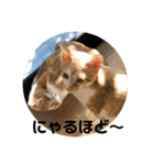 あんじーと14にゃんず11（個別スタンプ：10）