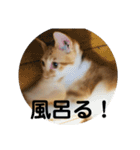 あんじーと14にゃんず11（個別スタンプ：12）