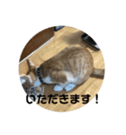 あんじーと14にゃんず11（個別スタンプ：14）
