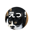あんじーと14にゃんず11（個別スタンプ：16）