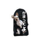 みゆぽんスタンプ（個別スタンプ：7）