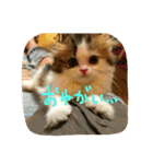 にものちゃん（個別スタンプ：6）