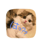 にものちゃん（個別スタンプ：10）