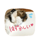 にものちゃん（個別スタンプ：12）