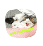 にものちゃん（個別スタンプ：13）