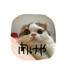 にものちゃん（個別スタンプ：14）