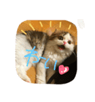 にものちゃん（個別スタンプ：16）