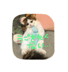 にものちゃん（個別スタンプ：22）