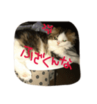 にものちゃん（個別スタンプ：28）