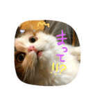にものちゃん（個別スタンプ：30）