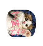にものちゃん（個別スタンプ：33）