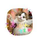 にものちゃん（個別スタンプ：34）