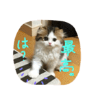 にものちゃん（個別スタンプ：38）
