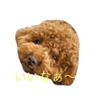 しん_（個別スタンプ：11）