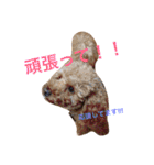 しん_（個別スタンプ：17）