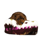 しん_（個別スタンプ：33）
