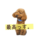 しん_（個別スタンプ：36）