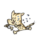 ベンガルのぬこまるさん。（個別スタンプ：7）
