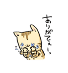 ベンガルのぬこまるさん。（個別スタンプ：8）